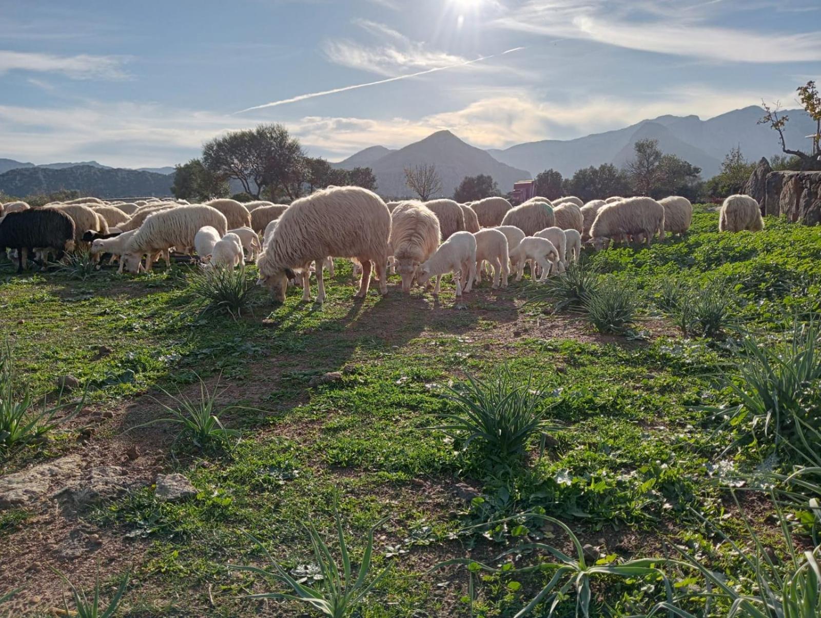 Agriturismo Sa Murta Dorgali Dış mekan fotoğraf